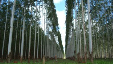 Madeira de Reflorestamento